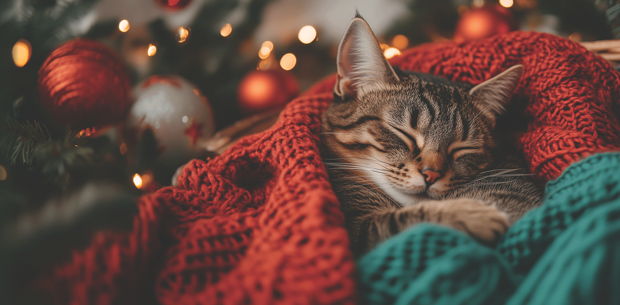 2024 christmas club MAIN cozy christmas kitty